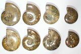 Lot: - Polished Whole Ammonite Fossils - Pieces #116639-1